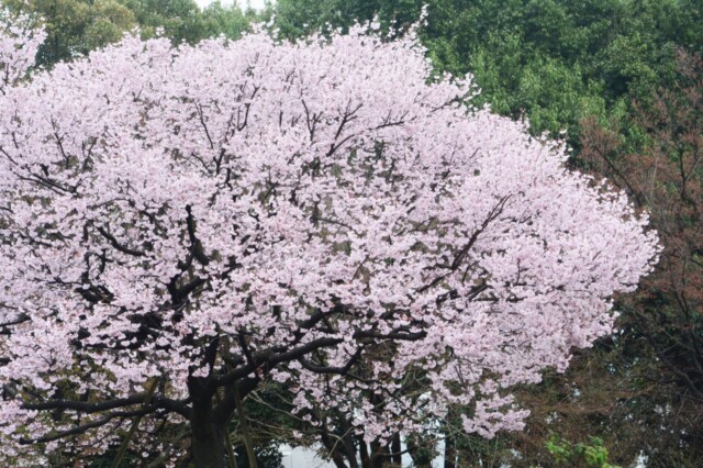 春三月 彼岸桜
