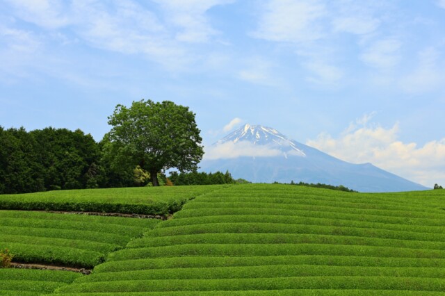 春四月 八十八夜