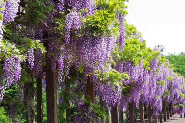 春四月 藤