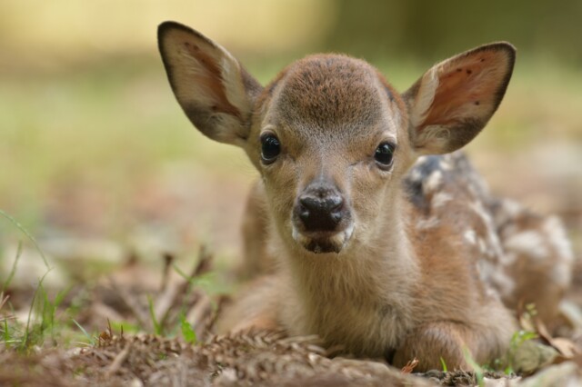 夏五月 鹿の子