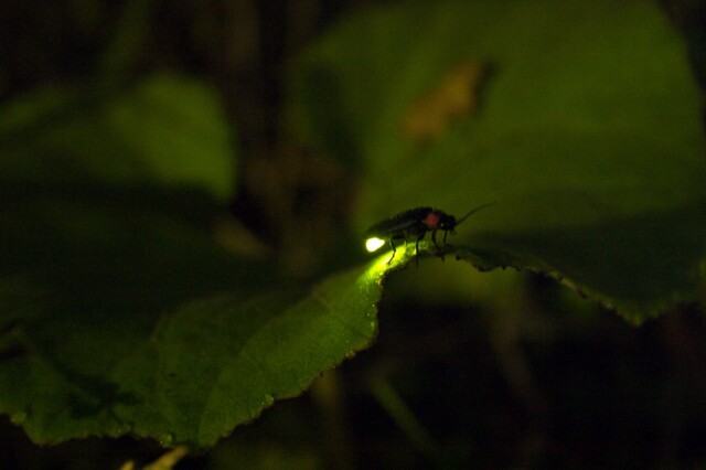 夏六月 蛍狩
