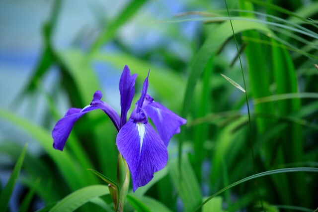 夏六月 杜若