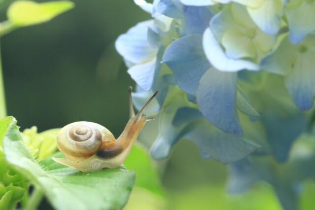 夏六月 蝸牛