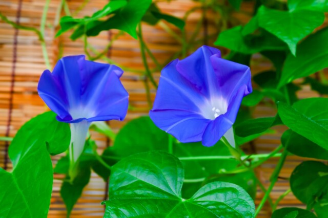 秋八月 朝顔