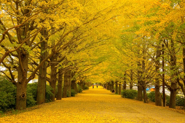 秋十月 銀杏散る