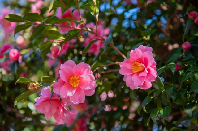 冬十一月 山茶花