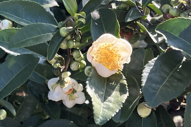 冬十一月 茶の花