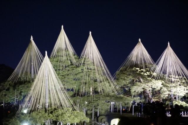 冬十二月 雪吊り